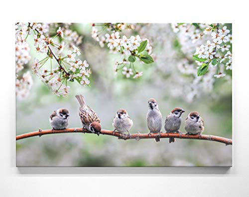 Bezaubernde Kirschblüte mit Spatzen-Kinder - als großes XXL Leinwand-Bild 120x80cm. Ideal als Hintergrund und Dekoration für Wohnzimmer & Schlafzimmer. Aufgespannt auf 2cm Holzrahmen